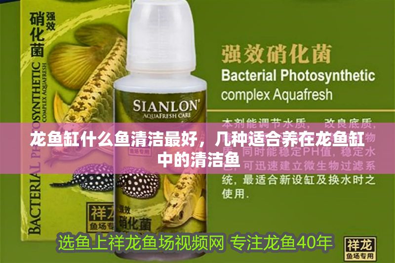 龍魚缸什么魚清潔最好，幾種適合養在龍魚缸中的清潔魚