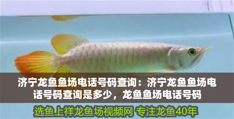 濟寧龍魚魚場電話號碼查詢：濟寧龍魚魚場電話號碼查詢是多少，龍魚魚場電話號碼