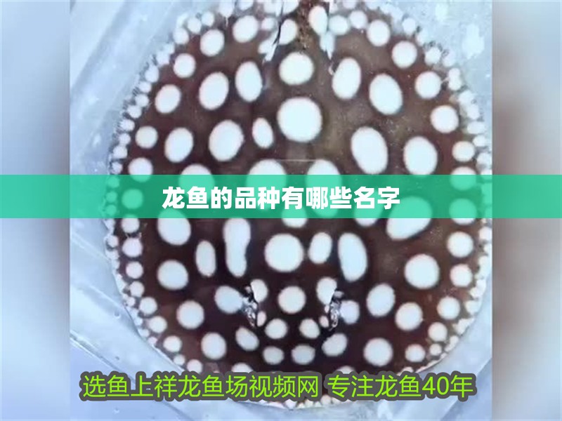 龍魚的品種有哪些名字