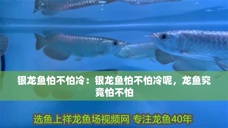 銀龍魚怕不怕冷：銀龍魚怕不怕冷呢，龍魚究竟怕不怕