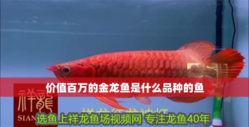 價值百萬的金龍魚是什么品種的魚 龍魚百科 價值百萬的金龍魚是什么品種的魚 價值百萬的金龍魚是什么品種的魚 龍魚百科