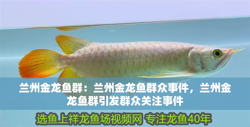 蘭州金龍魚群：蘭州金龍魚群眾事件，蘭州金龍魚群引發(fā)群眾關(guān)注事件
