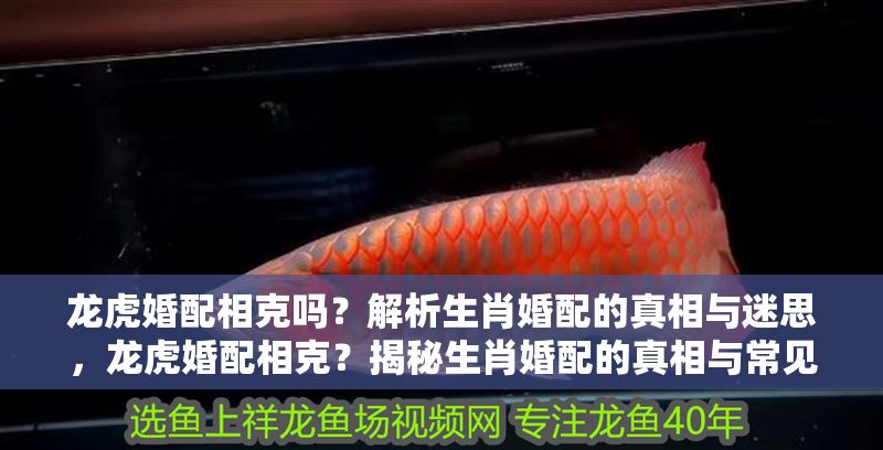 龍虎婚配相克嗎？解析生肖婚配的真相與迷思，龍虎婚配相克？揭秘生肖婚配的真相與常見誤區(qū)