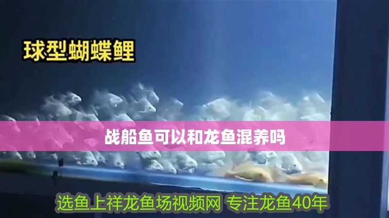 戰船魚可以和龍魚混養嗎 戰船魚可以和龍魚混養嗎 龍魚百科