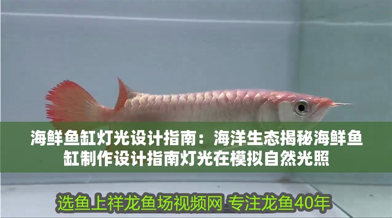 海鮮魚缸燈光設計指南：海洋生態揭秘海鮮魚缸制作設計指南燈光在模擬自然光照