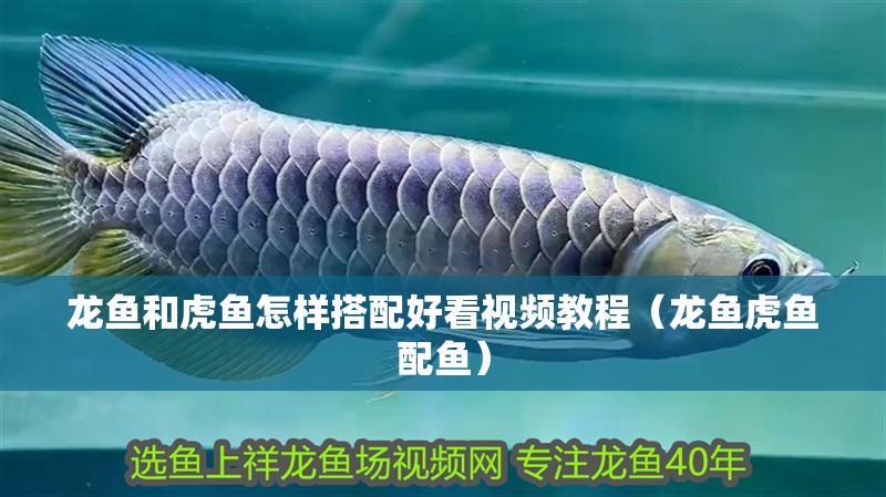 龍魚和虎魚怎樣搭配好看視頻教程（龍魚虎魚配魚） 龍魚和虎魚怎樣搭配好看視頻教程（龍魚虎魚配魚） 虎魚百科