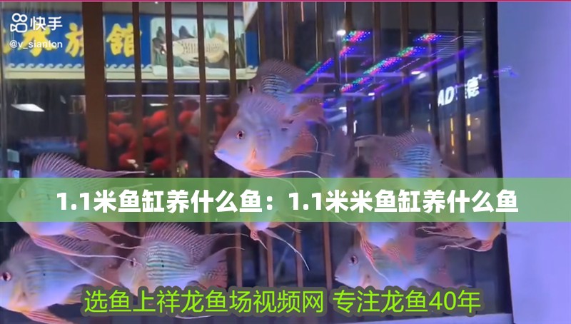 1.1米魚缸養什么魚：1.1米米魚缸養什么魚 1.1米魚缸養什么魚：1.1米米魚缸養什么魚 魚缸百科