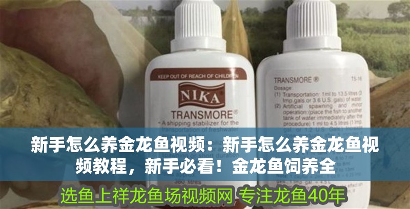 新手怎么養金龍魚視頻：新手怎么養金龍魚視頻教程，新手必看！金龍魚飼養全