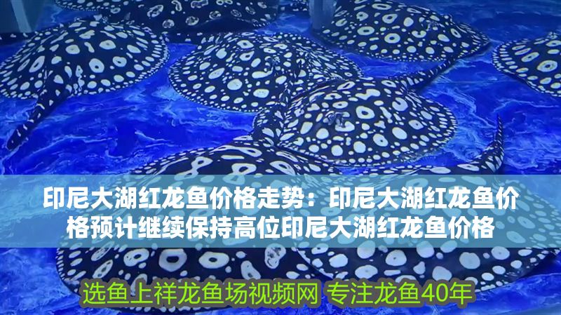 印尼大湖紅龍魚價格走勢：印尼大湖紅龍魚價格預計繼續保持高位印尼大湖紅龍魚價格 印尼大湖紅龍魚價格走勢：印尼大湖紅龍魚價格預計繼續保持高位印尼大湖紅龍魚價格 大湖紅龍魚百科 第2張