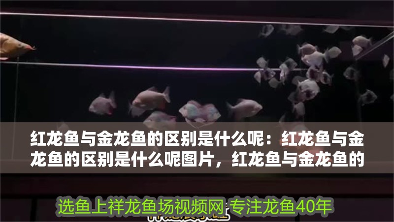 紅龍魚與金龍魚的區別是什么呢：紅龍魚與金龍魚的區別是什么呢圖片，紅龍魚與金龍魚的區別解析