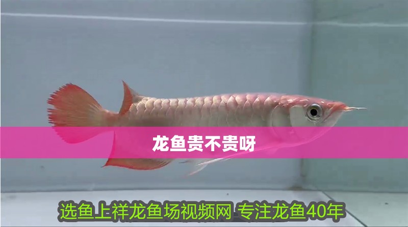 龍魚貴不貴呀