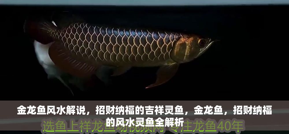 金龍魚風水解說，招財納福的吉祥靈魚，金龍魚，招財納福的風水靈魚全解析