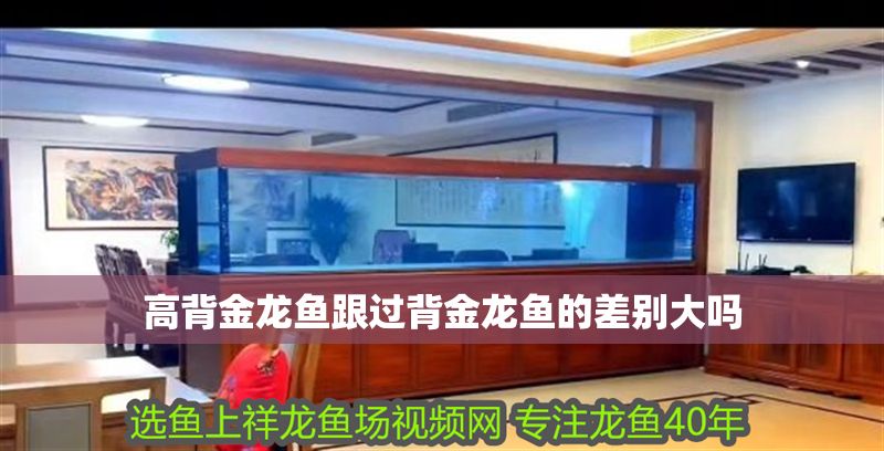 高背金龍魚(yú)跟過(guò)背金龍魚(yú)的差別大嗎