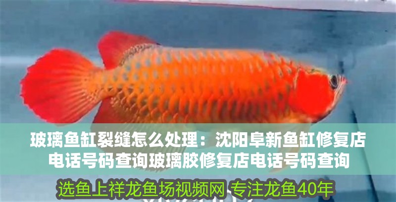 玻璃魚缸裂縫怎么處理：沈陽阜新魚缸修復(fù)店電話號碼查詢玻璃膠修復(fù)店電話號碼查詢 玻璃魚缸裂縫怎么處理：沈陽阜新魚缸修復(fù)店電話號碼查詢玻璃膠修復(fù)店電話號碼查詢 魚缸百科