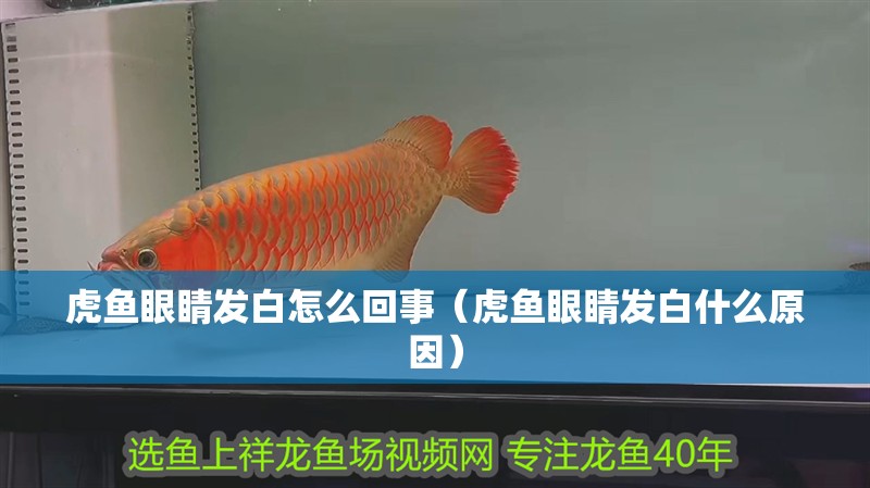 虎魚眼睛發白怎么回事（虎魚眼睛發白什么原因）