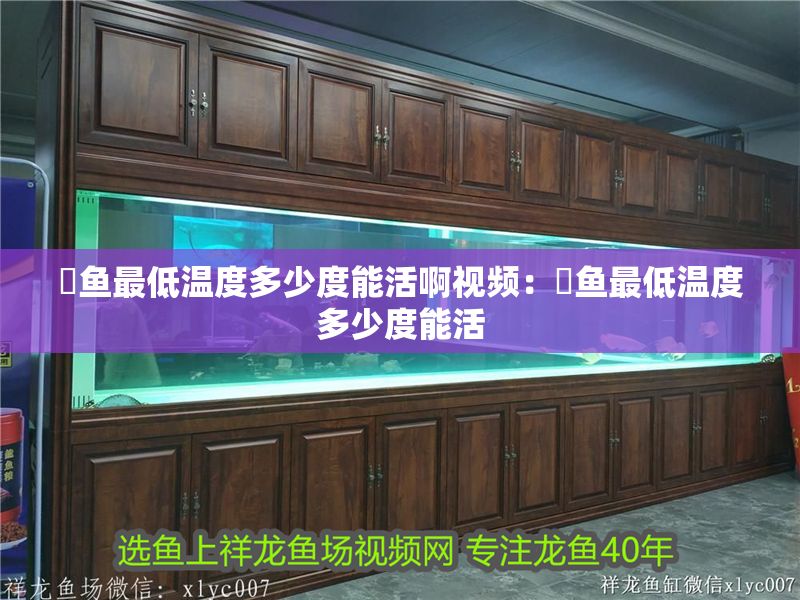 魟魚最低溫度多少度能活啊視頻：魟魚最低溫度多少度能活