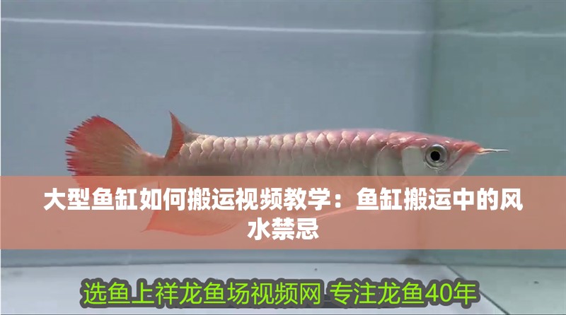 大型魚缸如何搬運視頻教學：魚缸搬運中的風水禁忌