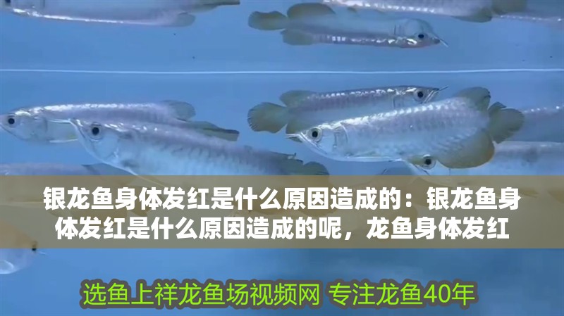 銀龍魚身體發(fā)紅是什么原因造成的：銀龍魚身體發(fā)紅是什么原因造成的呢，龍魚身體發(fā)紅