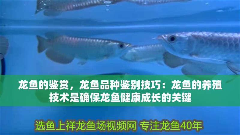 龍魚的鑒賞，龍魚品種鑒別技巧：龍魚的養殖技術是確保龍魚健康成長的關鍵