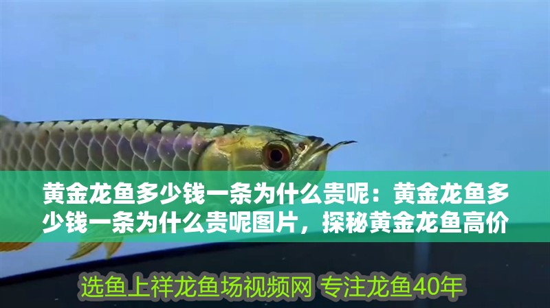 黃金龍魚多少錢一條為什么貴呢：黃金龍魚多少錢一條為什么貴呢圖片，探秘黃金龍魚高價(jià)之謎，價(jià)格解析與珍貴原因全