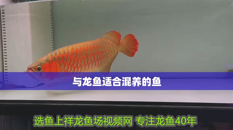 與龍魚適合混養的魚