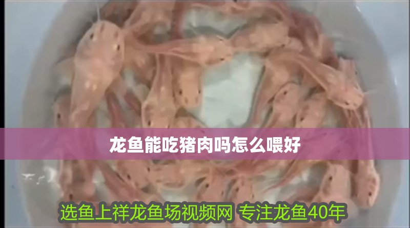 龍魚能吃豬肉嗎怎么喂好