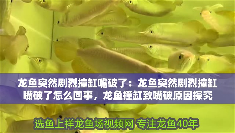 龍魚突然劇烈撞缸嘴破了：龍魚突然劇烈撞缸嘴破了怎么回事，龍魚撞缸致嘴破原因探究
