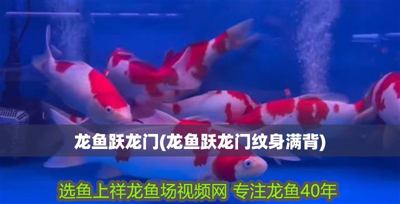 龍魚躍龍門(龍魚躍龍門紋身滿背)