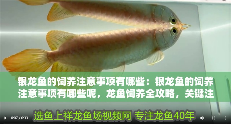 銀龍魚的飼養注意事項有哪些：銀龍魚的飼養注意事項有哪些呢，龍魚飼養全攻略，關鍵注意事項詳解