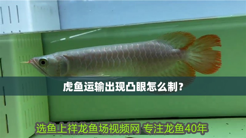 虎魚運輸出現凸眼怎么制？ 虎魚運輸出現凸眼怎么制？ 虎魚百科