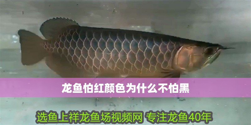 龍魚怕紅顏色為什么不怕黑