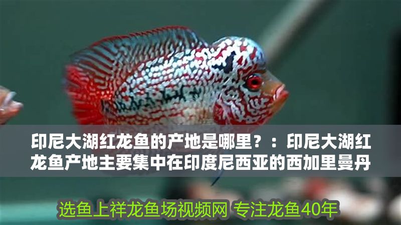 印尼大湖紅龍魚的產地是哪里？：印尼大湖紅龍魚產地主要集中在印度尼西亞的西加里曼丹地區