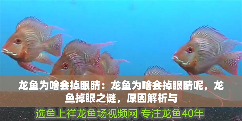 龍魚為啥會掉眼睛：龍魚為啥會掉眼睛呢，龍魚掉眼之謎，原因解析與