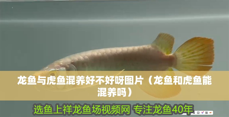 龍魚(yú)與虎魚(yú)混養(yǎng)好不好呀圖片（龍魚(yú)和虎魚(yú)能混養(yǎng)嗎） 龍魚(yú)與虎魚(yú)混養(yǎng)好不好呀圖片（龍魚(yú)和虎魚(yú)能混養(yǎng)嗎） 虎魚(yú)百科