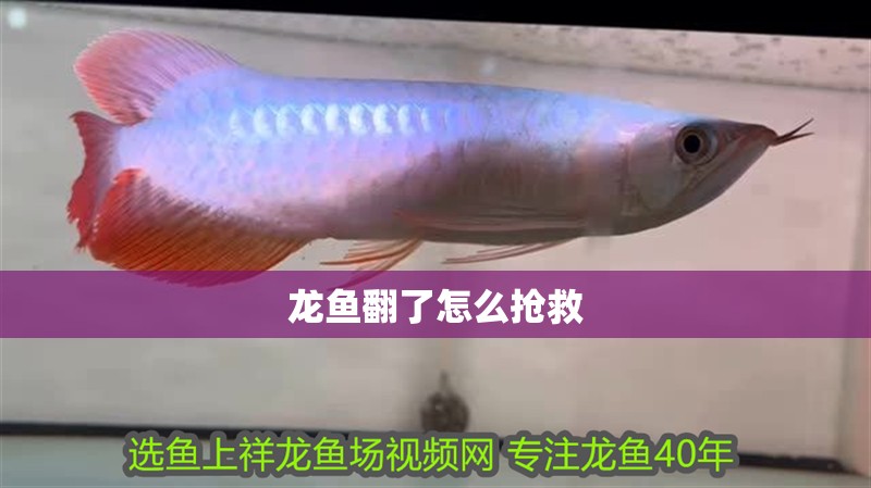 龍魚翻了怎么搶救