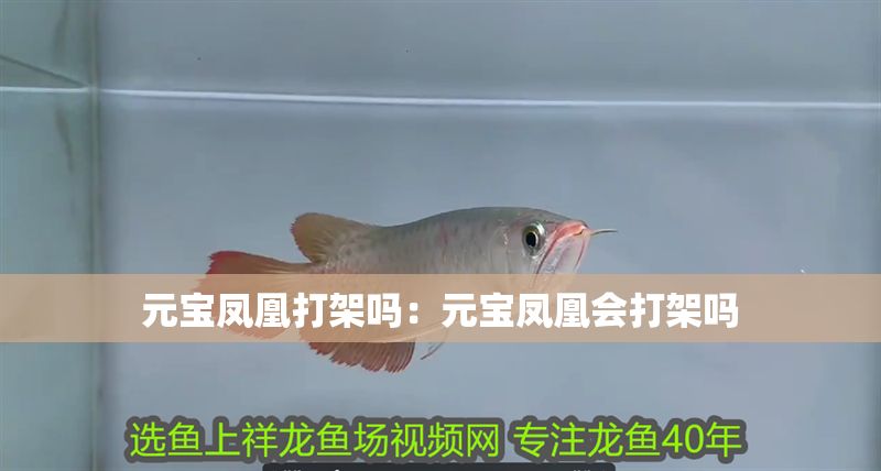 元寶鳳凰打架嗎：元寶鳳凰會打架嗎