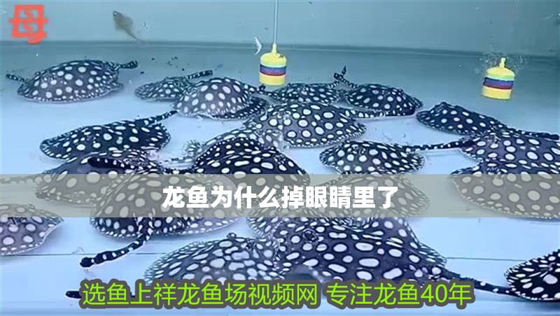 龍魚為什么掉眼睛里了