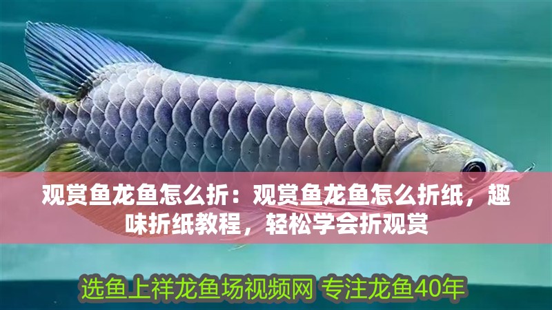 觀賞魚龍魚怎么折：觀賞魚龍魚怎么折紙，趣味折紙教程，輕松學會折觀賞 觀賞魚龍魚怎么折：觀賞魚龍魚怎么折紙，趣味折紙教程，輕松學會折觀賞 水族問答