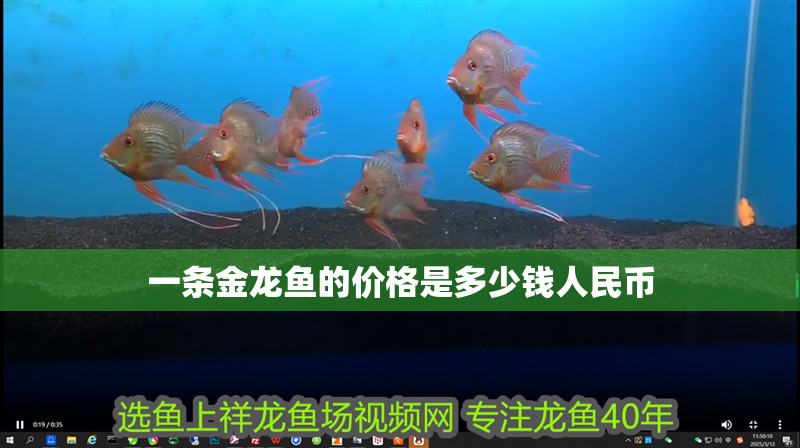 一條金龍魚的價格是多少錢人民幣 一條金龍魚的價格是多少錢人民幣 龍魚百科