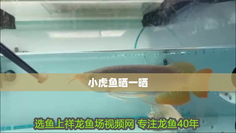 小虎魚曬一曬 小虎魚曬一曬 虎魚百科