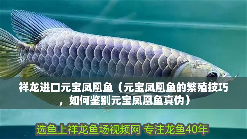 祥龍進口元寶鳳凰魚（元寶鳳凰魚的繁殖技巧，如何鑒別元寶鳳凰魚真偽）