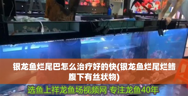 銀龍魚爛尾巴怎么治療好的快(銀龍魚爛尾爛鰭腹下有絲狀物)