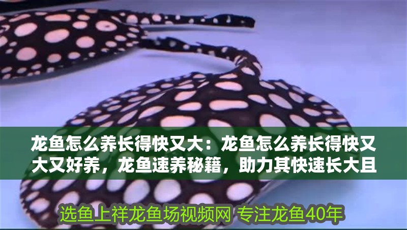龍魚怎么養長得快又大：龍魚怎么養長得快又大又好養，龍魚速養秘籍，助力其快速長大且易打理的方法 龍魚怎么養長得快又大：龍魚怎么養長得快又大又好養，龍魚速養秘籍，助力其快速長大且易打理的方法 水族問答