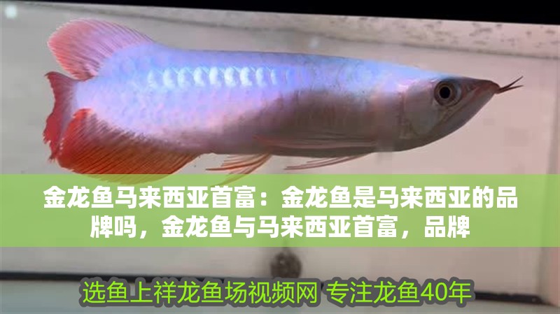 金龍魚馬來西亞首富：金龍魚是馬來西亞的品牌嗎，金龍魚與馬來西亞首富，品牌