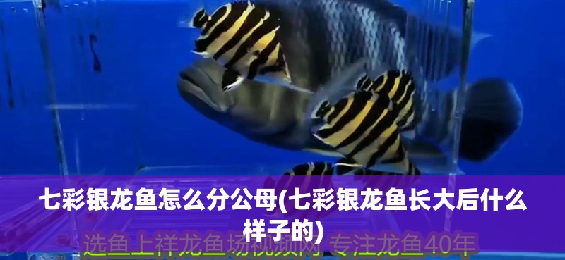 七彩銀龍魚怎么分公母(七彩銀龍魚長大后什么樣子的)