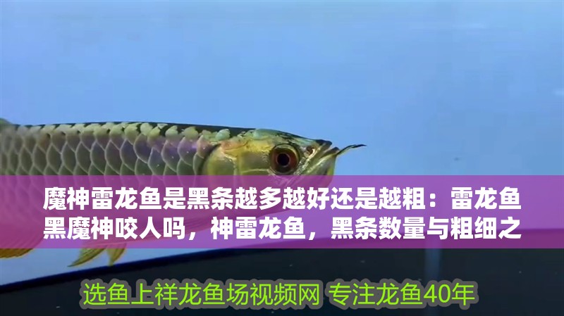 魔神雷龍魚是黑條越多越好還是越粗：雷龍魚黑魔神咬人嗎，神雷龍魚，黑條數(shù)量與粗細(xì)之辨及是否