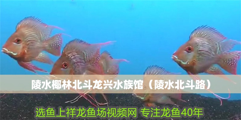 陵水椰林北斗龍興水族館(陵水北斗路) 全國水族館企業名錄 第2張 陵水椰林北斗龍興水族館(陵水北斗路) 陵水椰林北斗龍興水族館(陵水北斗路) 全國水族館企業名錄 第2張