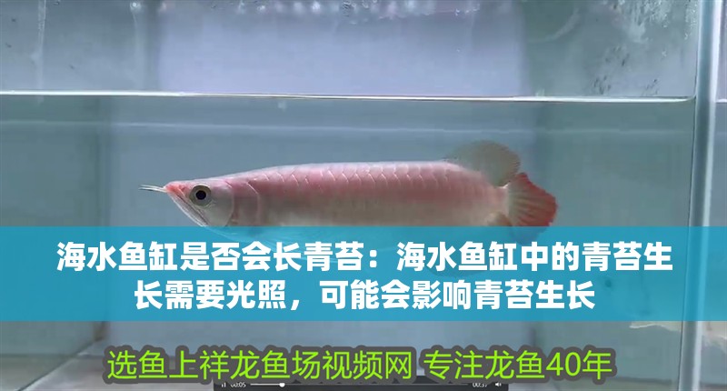 海水魚缸是否會長青苔：海水魚缸中的青苔生長需要光照，可能會影響青苔生長 海水魚缸是否會長青苔：海水魚缸中的青苔生長需要光照，可能會影響青苔生長 魚缸百科
