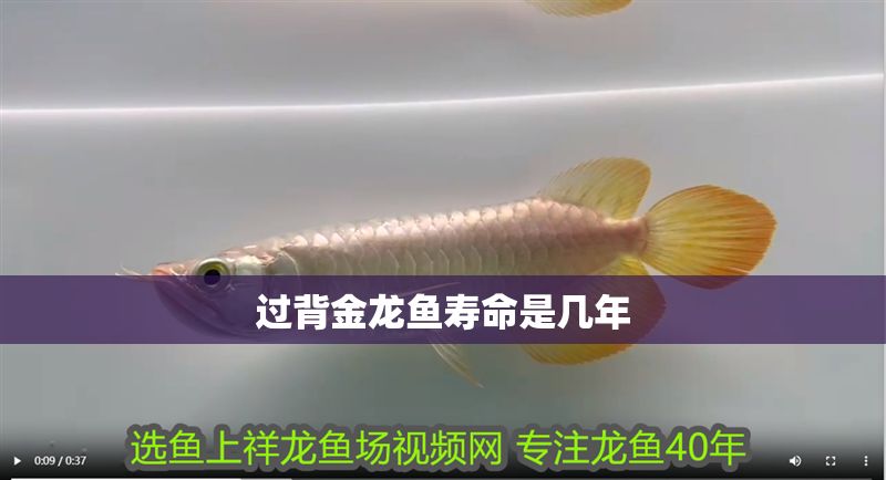 過背金龍魚壽命是幾年