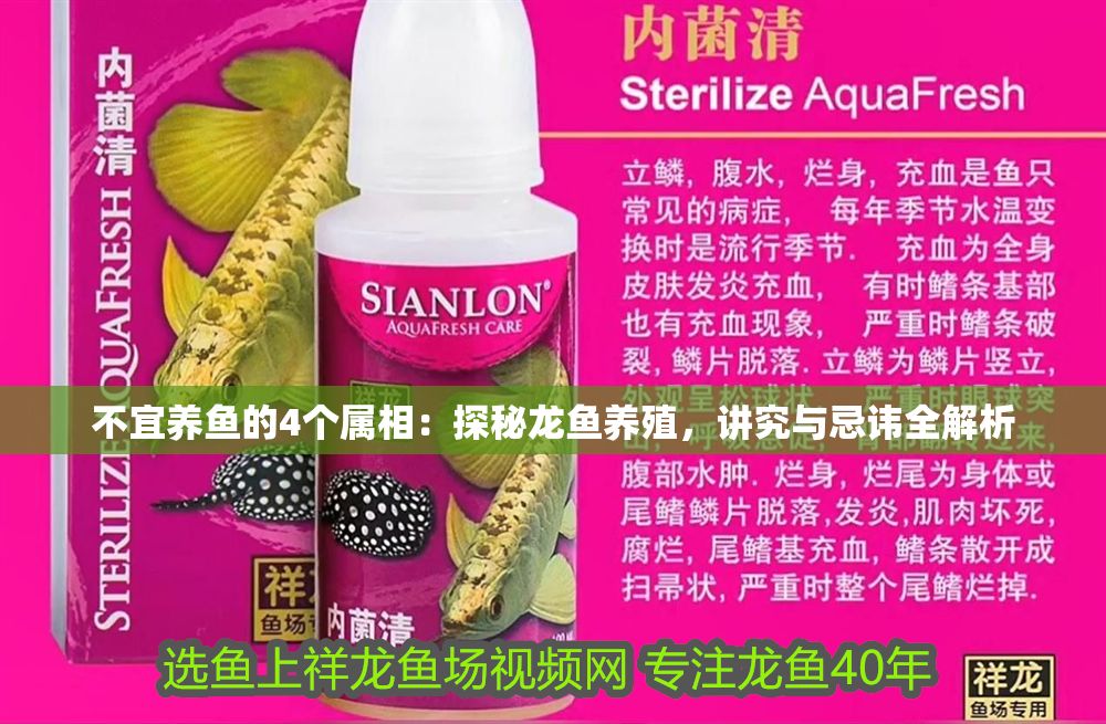 不宜養(yǎng)魚的4個屬相：探秘龍魚養(yǎng)殖，講究與忌諱全解析